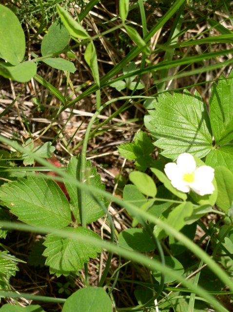 4.30.06 Hamilton Mountain 039 
